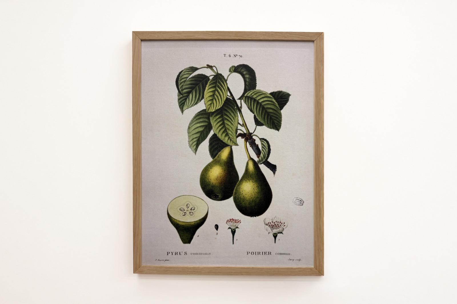 Poirier - en “Nuevo Duhamel du Monceau o tratado de los árboles y arbustos que la cultura en Francia”, figuras según los dibujos de P.J. Redoute y P. Bessa, París - Pierre Joseph (after) Redoute