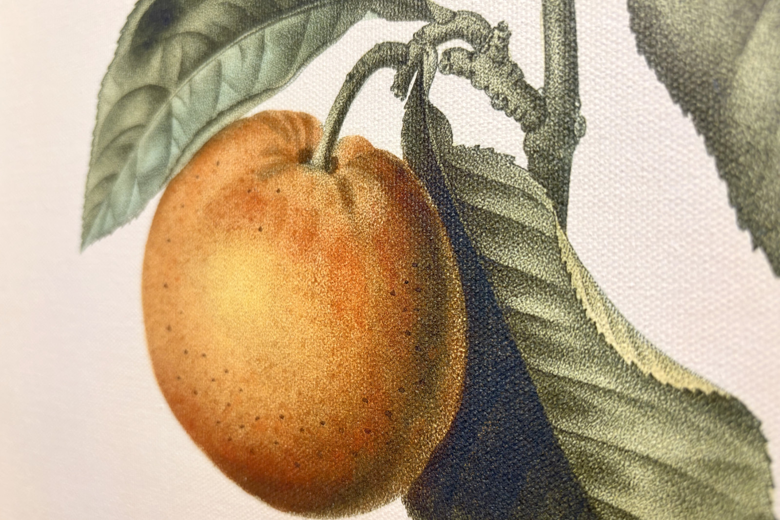 Naranja amarga (Citrus aurantium) con fruto violeta por Pierre Joseph Redouté (1759-1840) - Pierre-Joseph Redouté