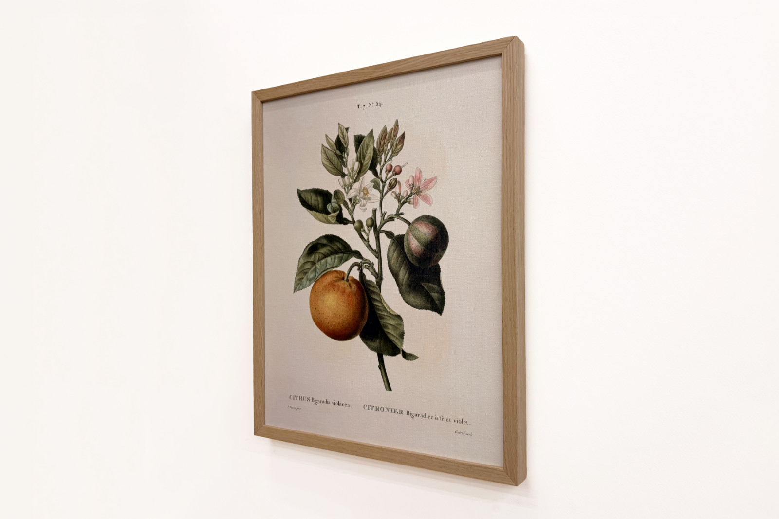Naranja amarga (Citrus aurantium) con fruto violeta por Pierre Joseph Redouté (1759-1840) - Pierre-Joseph Redouté