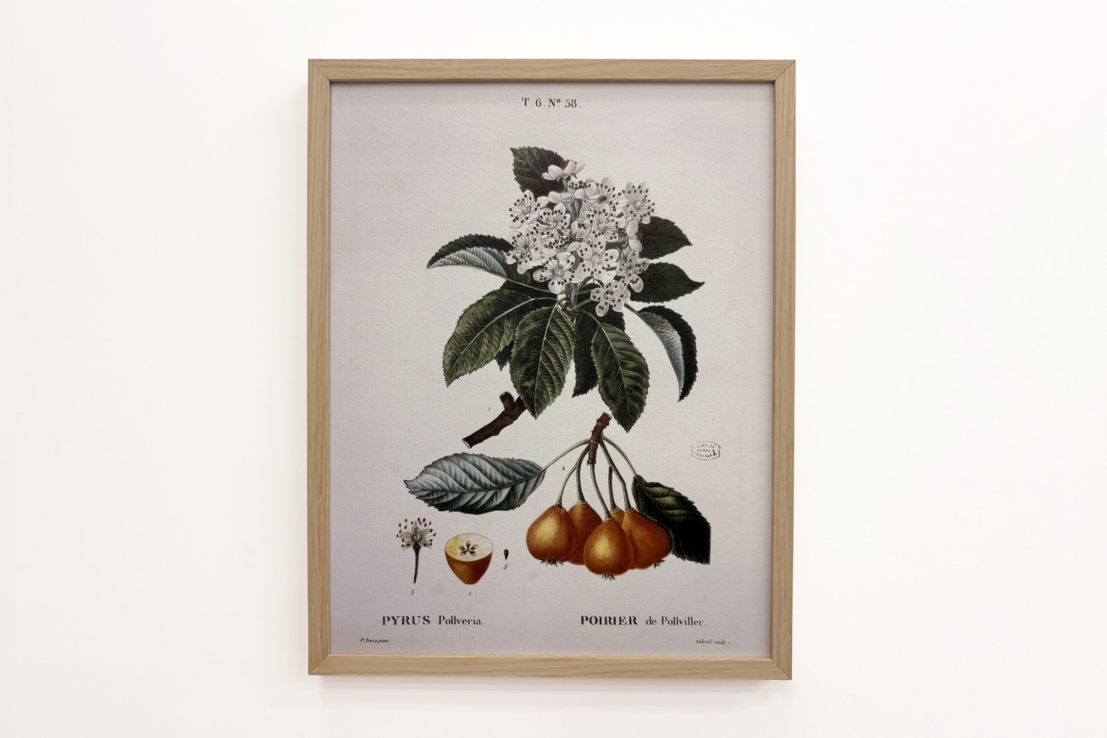 Peral de Pollviller - en 'Nouveau Duhamel du Monceau ou traité des arbres et arbustos que le culture en France', figuras según los dibujos de P.J. Redoute y P. Bessa, París - Pierre Joseph (after) Redoute
