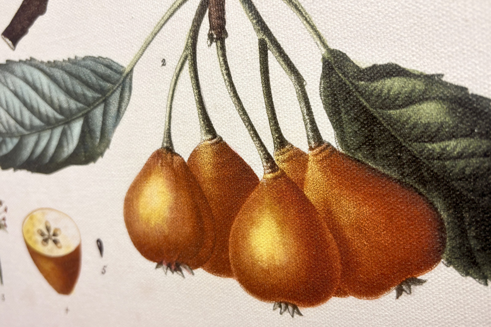 Peral de Pollviller - en 'Nouveau Duhamel du Monceau ou traité des arbres et arbustos que le culture en France', figuras según los dibujos de P.J. Redoute y P. Bessa, París - Pierre Joseph (after) Redoute