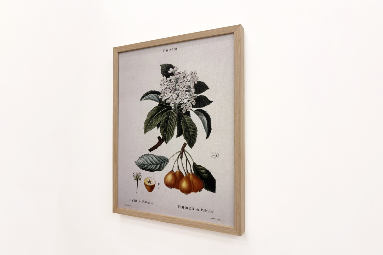 Peral de Pollviller - en 'Nouveau Duhamel du Monceau ou traité des arbres et arbustos que le culture en France', figuras según los dibujos de P.J. Redoute y P. Bessa, París - Pierre Joseph (after) Redoute