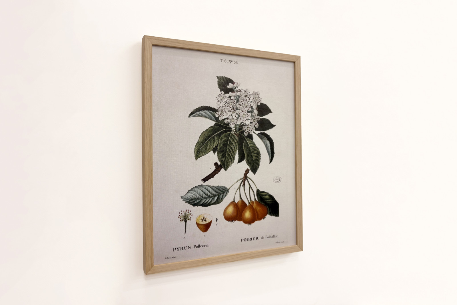 Peral de Pollviller - en 'Nouveau Duhamel du Monceau ou traité des arbres et arbustos que le culture en France', figuras según los dibujos de P.J. Redoute y P. Bessa, París - Pierre Joseph (after) Redoute