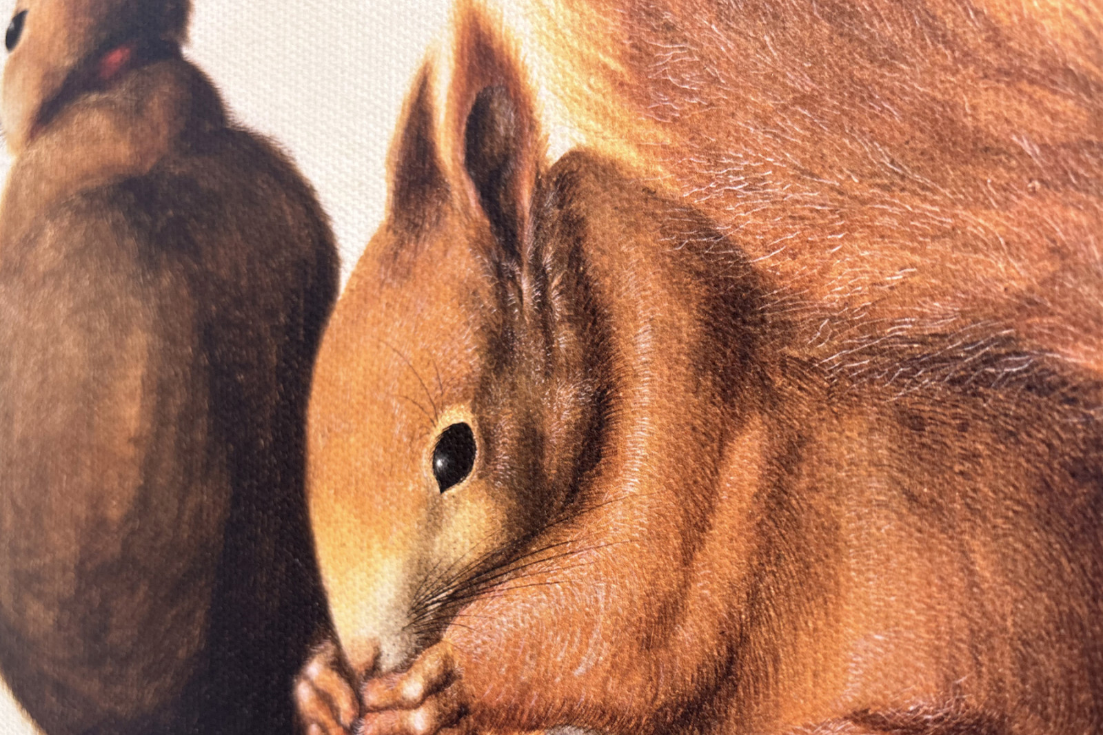 Ardillas, 1512 - Albrecht Dürer