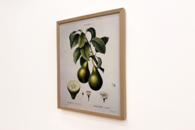 Poirier - en “Nuevo Duhamel du Monceau o tratado de los árboles y arbustos que la cultura en Francia”, figuras según los dibujos de P.J. Redoute y P. Bessa, París - Pierre Joseph (after) Redoute