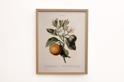 Naranja amarga (Citrus aurantium) con fruto violeta por Pierre Joseph Redouté (1759-1840)
