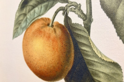 Naranja amarga (Citrus aurantium) con fruto violeta por Pierre Joseph Redouté (1759-1840)