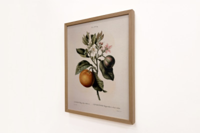 Naranja amarga (Citrus aurantium) con fruto violeta por Pierre Joseph Redouté (1759-1840)