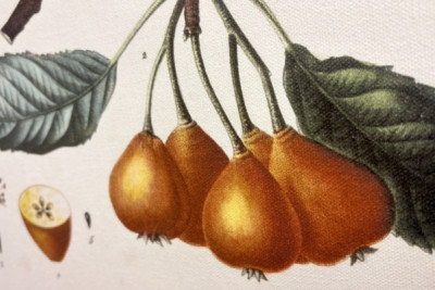 Peral de Pollviller - en 'Nouveau Duhamel du Monceau ou traité des arbres et arbustos que le culture en France', figuras según los dibujos de P.J. Redoute y P. Bessa, París