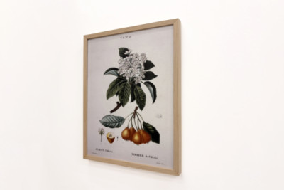 Peral de Pollviller - en 'Nouveau Duhamel du Monceau ou traité des arbres et arbustos que le culture en France', figuras según los dibujos de P.J. Redoute y P. Bessa, París