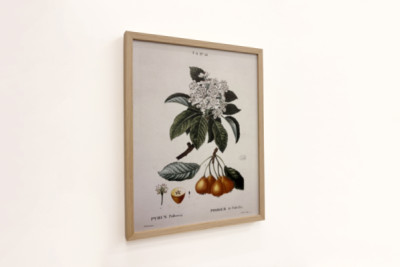 Peral de Pollviller - en 'Nouveau Duhamel du Monceau ou traité des arbres et arbustos que le culture en France', figuras según los dibujos de P.J. Redoute y P. Bessa, París