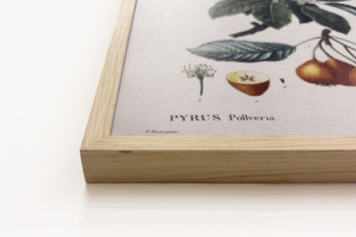 Peral de Pollviller - en 'Nouveau Duhamel du Monceau ou traité des arbres et arbustos que le culture en France', figuras según los dibujos de P.J. Redoute y P. Bessa, París