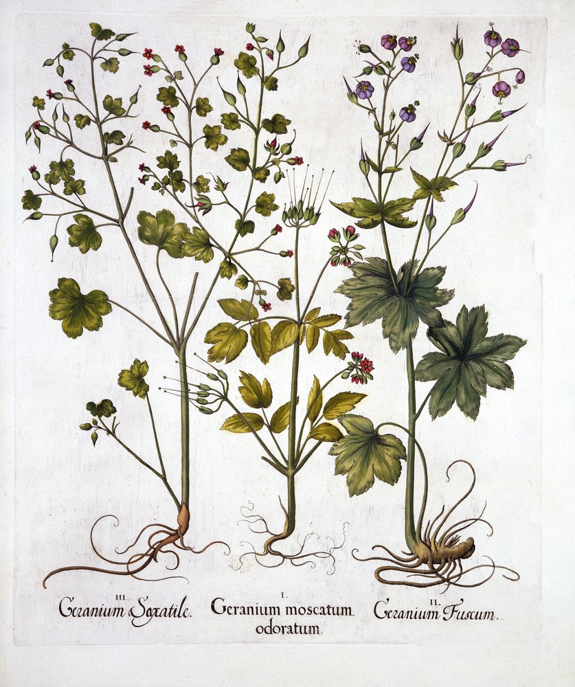 Geranios resistentes, de Hortus Eystettensis, por Basil Besler, pub. 1613 de German School