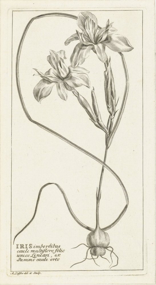 Iris de Abraham Delfos