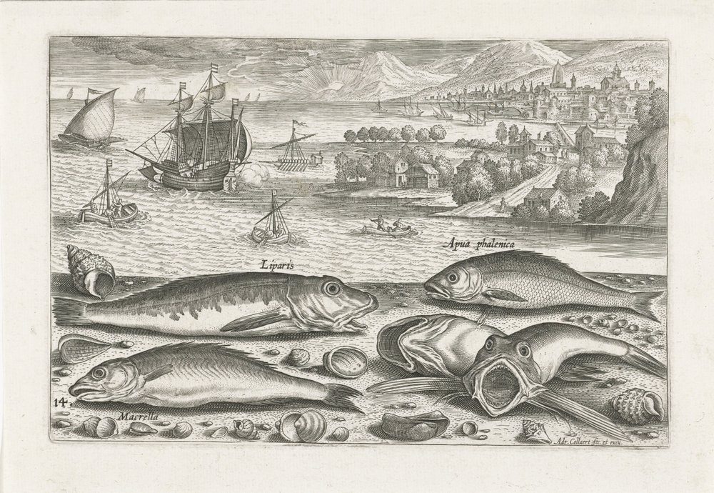 cinco peces en la playa Pesca (título de la serie) Iconos de Piscium vivae (título de la serie) de Adriaen Collaert