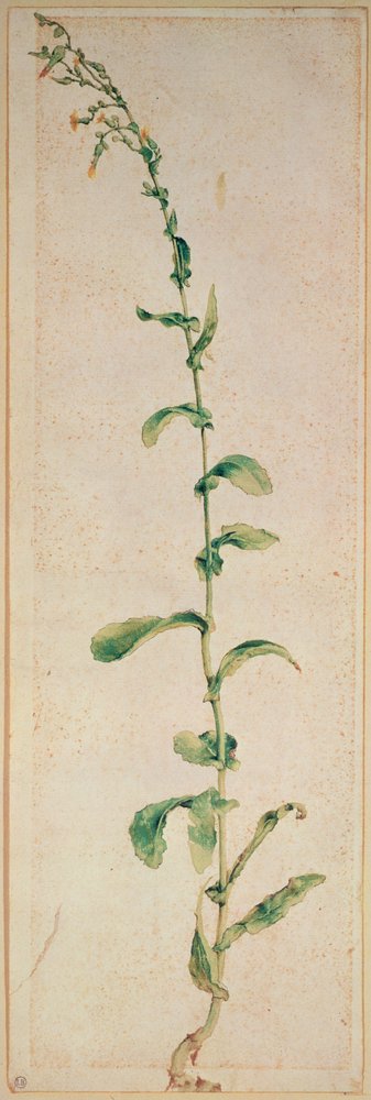Una planta de tabaco de Albrecht Dürer