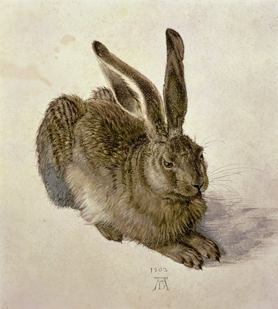 Liebre joven de Albrecht Dürer