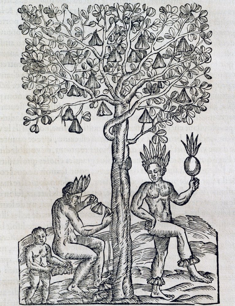 Nana fruit, planta medicinal tropical, grabado de Cosmología Universal, por André Thevet (1504-1592), París de Andre Thevet
