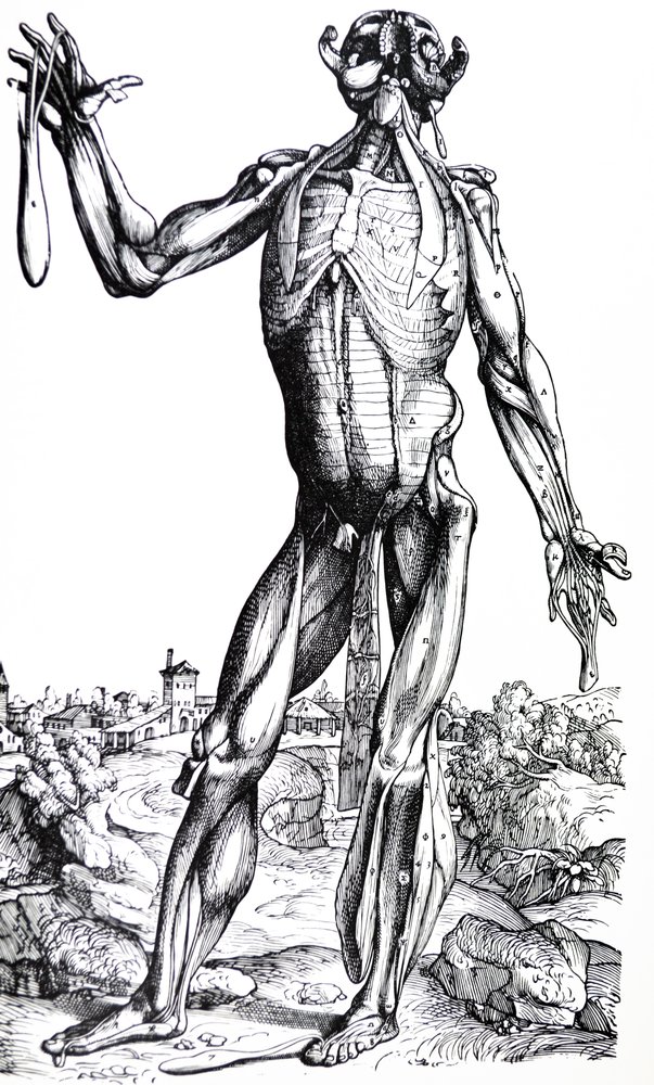 Las Placas del Segundo Libro de De Humani Corporis Fabrica de Andreas Vesalius