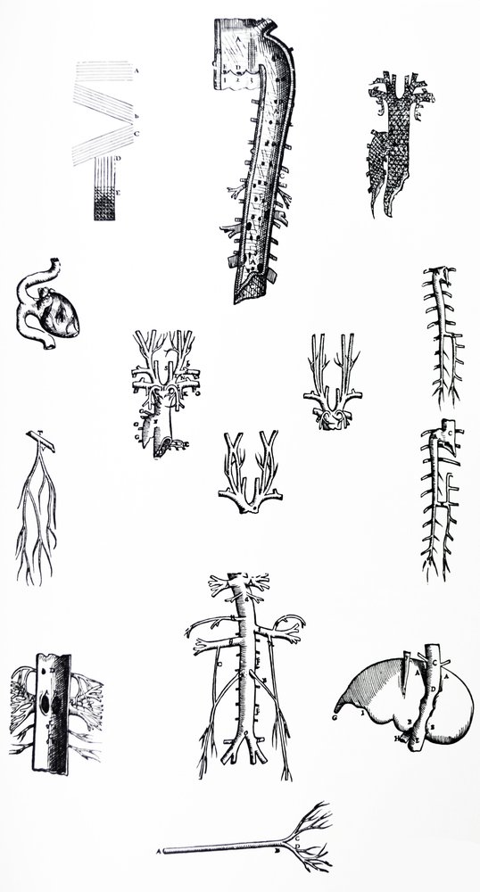 Las placas del tercer libro de De Humani Corporis Fabrica de Andreas Vesalius