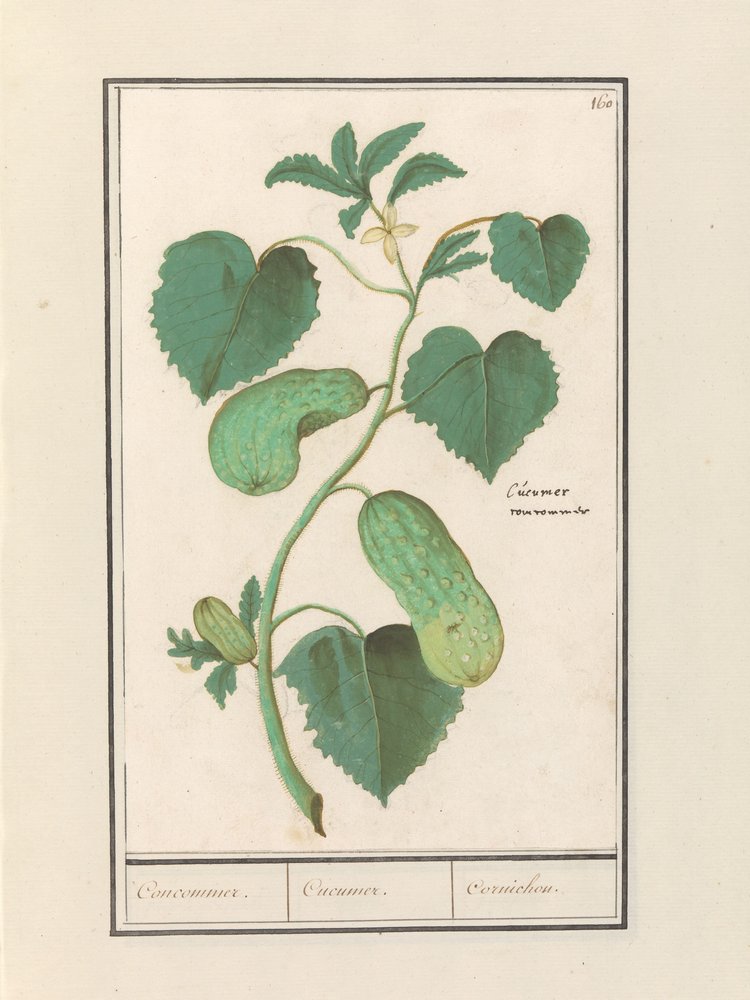 Komkommer (Cucumis sativus)
Concomedor. / Cucumer. / Cornichon. (título del objeto) de Anselmus Boëtius de Boodt