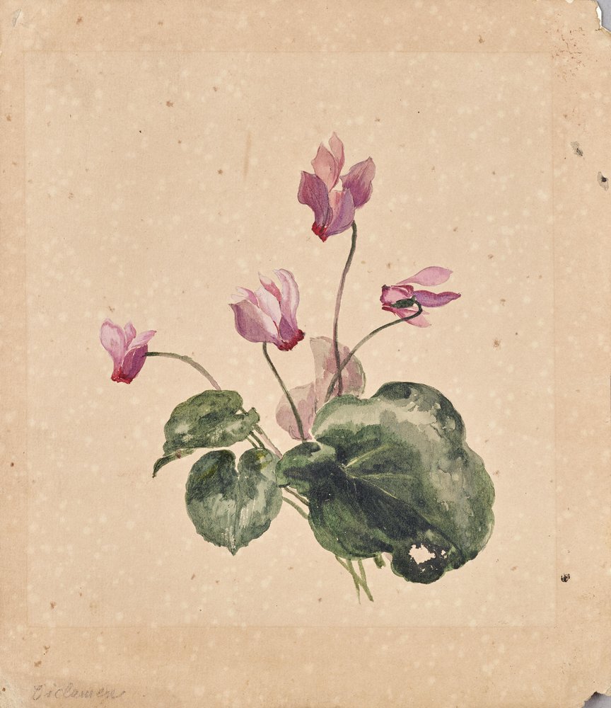 Cyclamen de Anton Hartinger