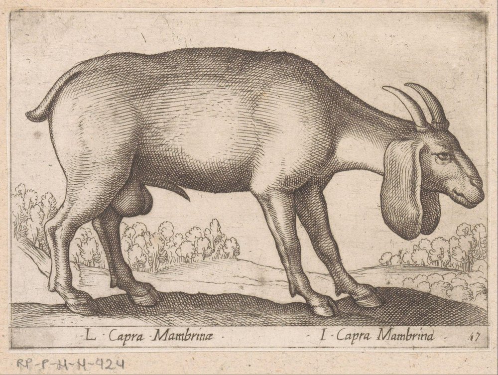 geit de membrana L Capra Mambrinae/ I Capra Mambrina (título sobre objeto) Dieren en fablewezens (título de la serie) Nueva colección de los animales más curiosos del mundo (título de serie) de Antonio Tempesta