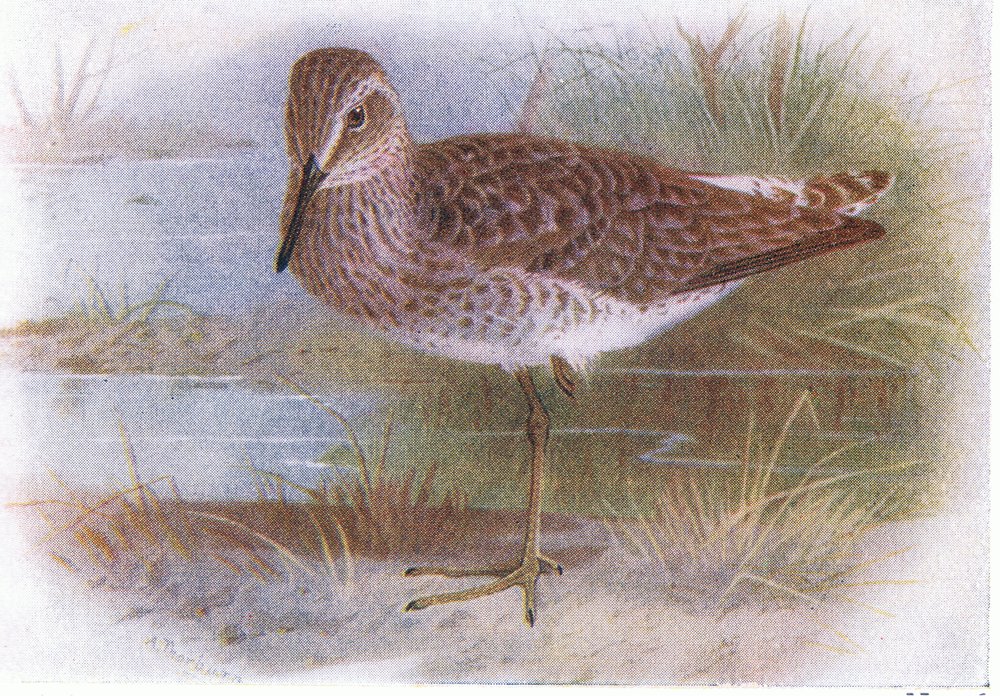 Andarríos bastardo, de Aves de las Islas Británicas y sus Huevos publicado por Frederick Warne & Co Ltd, 1958 de Archibald Thorburn