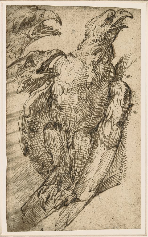 Estudio de un águila de Bartolomeo Passarotti