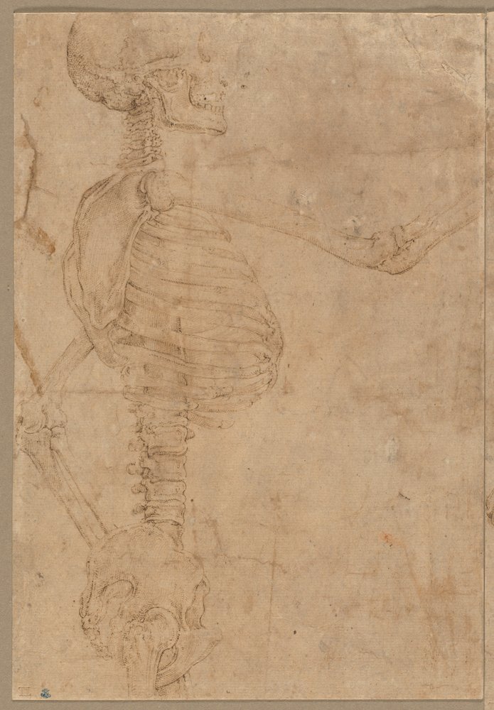 Esqueleto de medio cuerpo en perfil, principios de 1540 de Battista Franco
