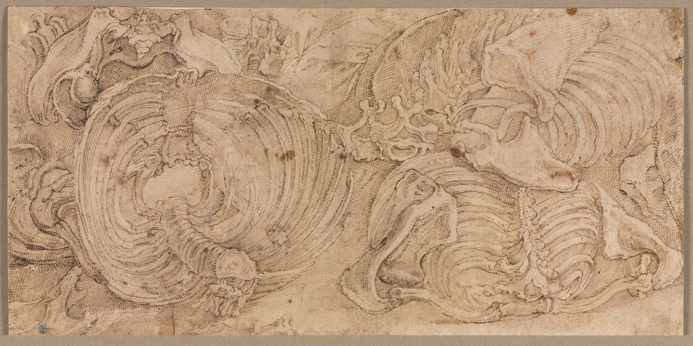 Cajas torácicas, principios de 1540 de Battista Franco