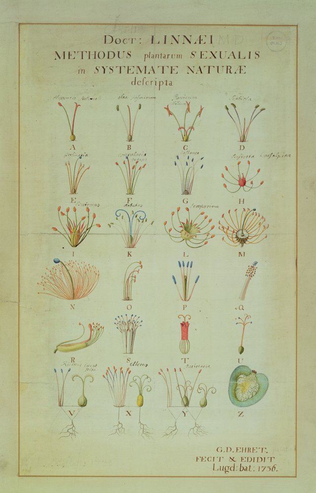 Ilustración del sistema sexual de las plantas Linnean (grabado coloreado) de Carl Linnaeus