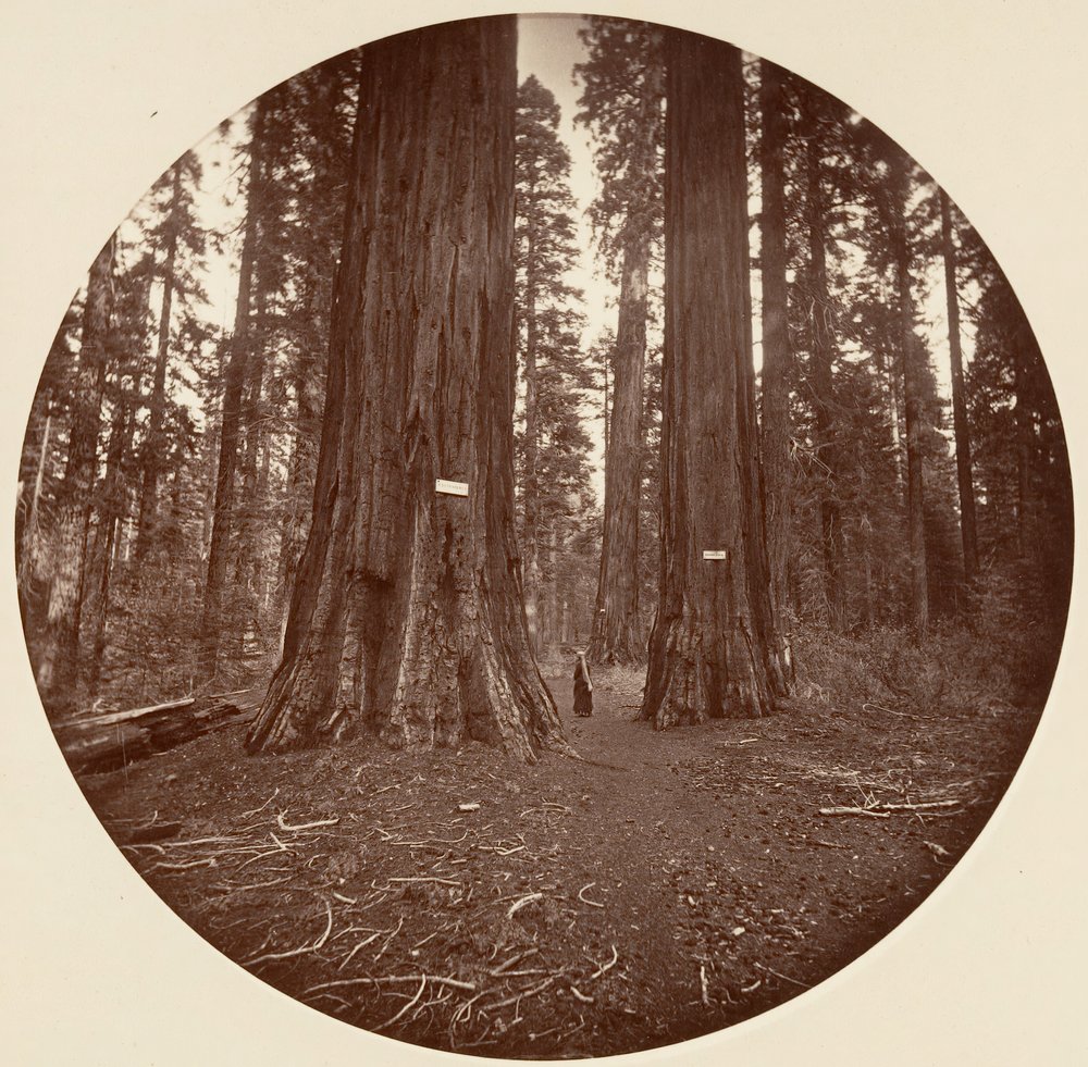 Ninguno, ca. 1878 de Carleton Emmons Watkins