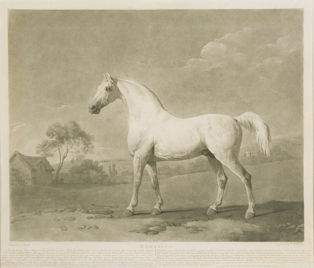 Mambrino, después de George Stubbs, 1788 de Charles Howard Hodges