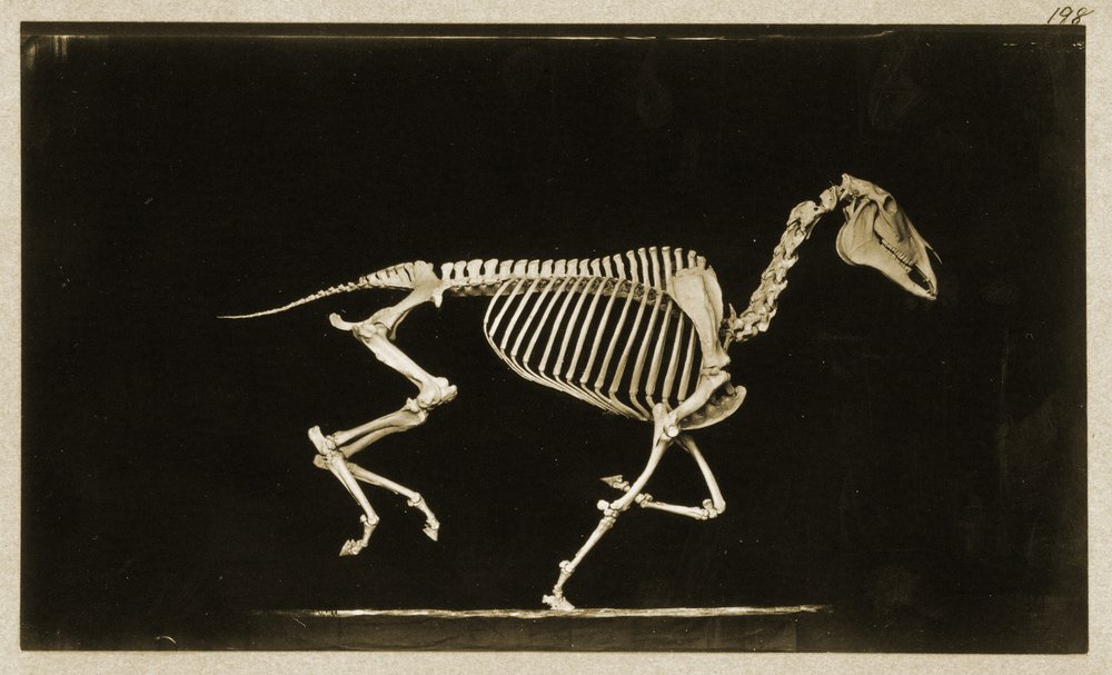 Esqueleto de un caballo corriendo de Eadweard Muybridge