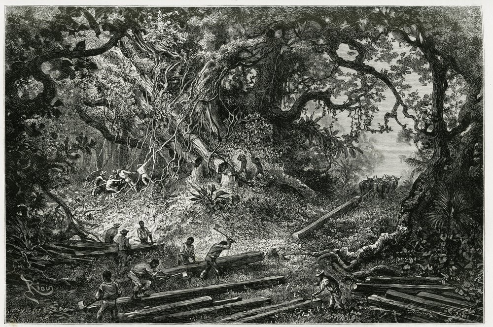 La explotación de caoba en los bosques de los Andes. Grabado por Riou ...