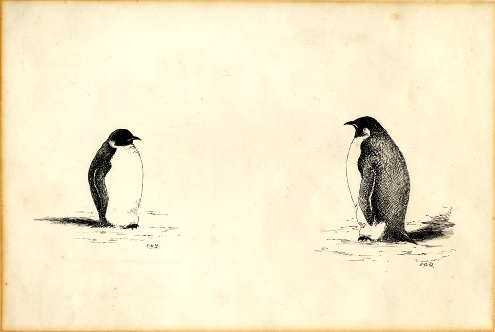 Pingüinos emperador de Edward Adrian Wilson