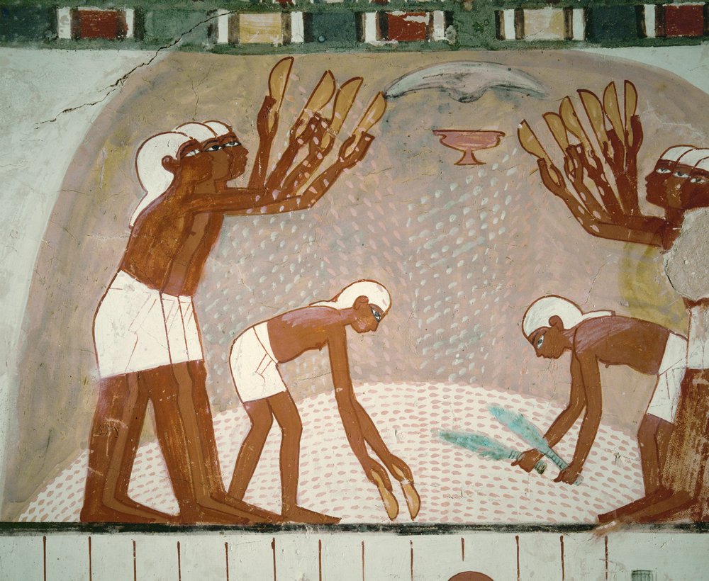 Agricultores aventando grano (pintura mural) de Egyptian 18th Dynasty