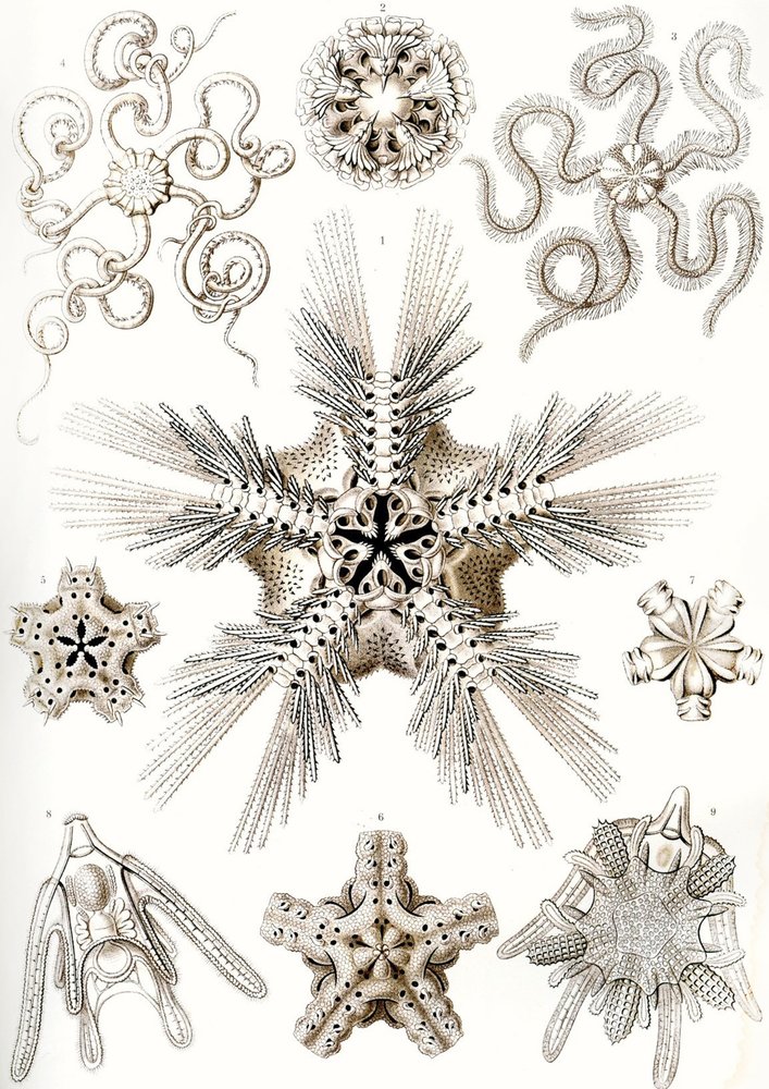 Formas de arte de la naturaleza de Ernst (after) Haeckel