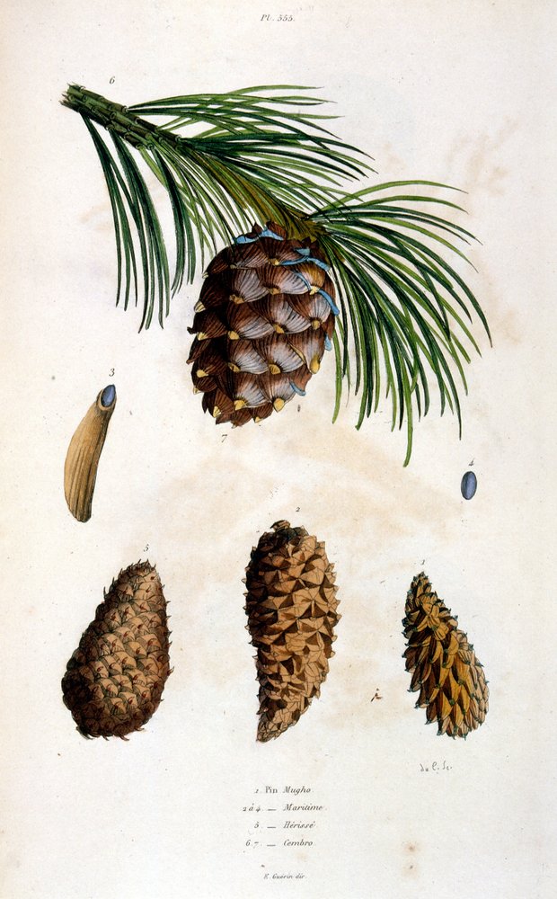 Ilustración botánica y zoológica de F. E. Guerin. Del Dictionnaire pittoresque d