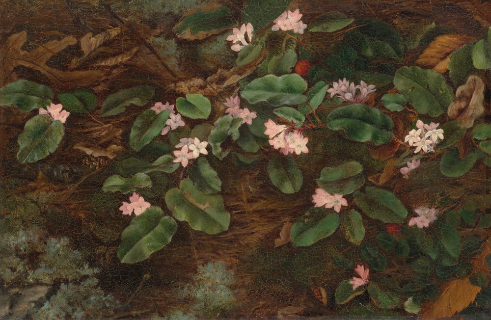 Madroño de Fidelia Bridges