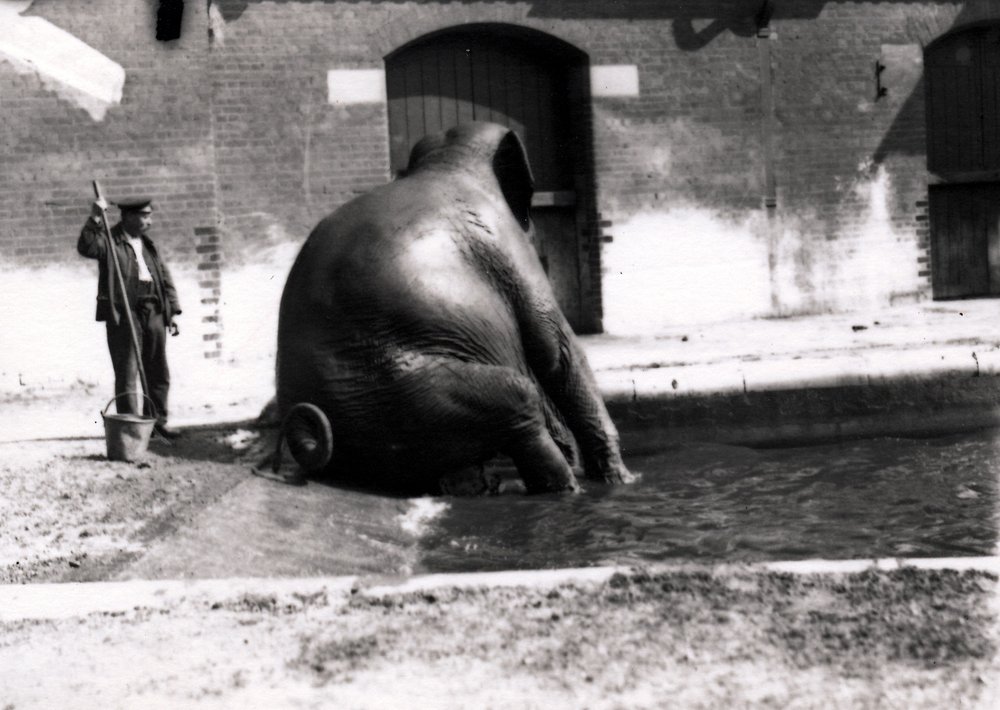 Elefante bañándose de Frederick William Bond
