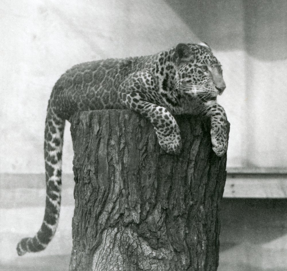 Un leopardo tumbado sobre un tocón de árbol con la cola colgando por detrás, zoológico de Londres de Frederick William Bond