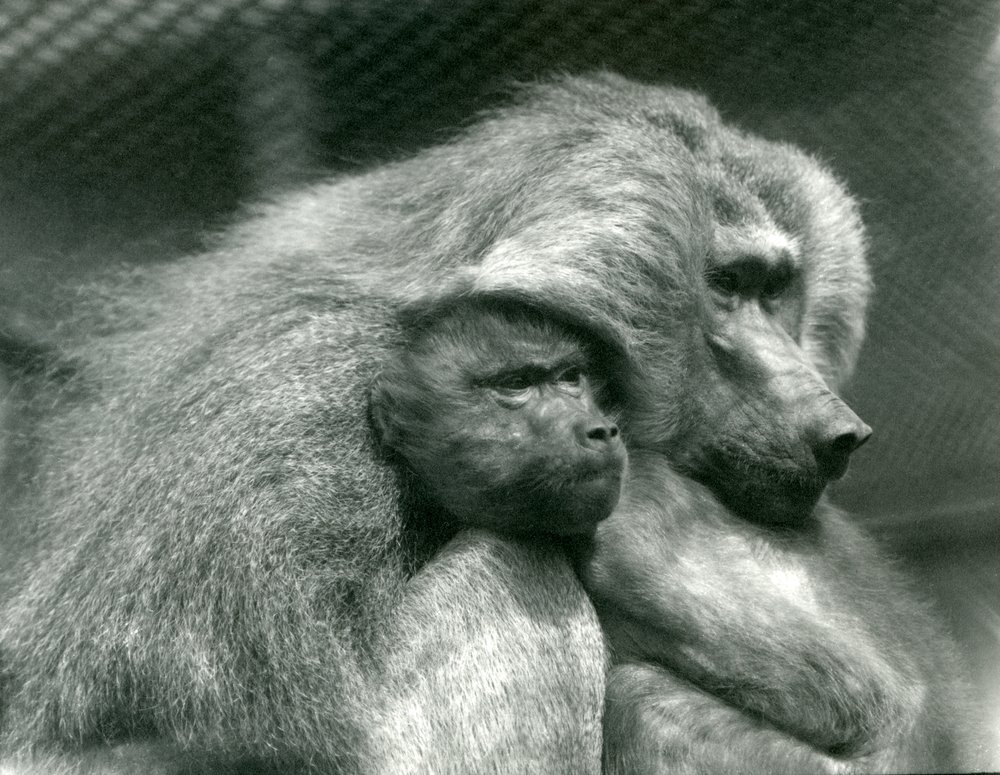 Un babuino sagrado con su cría en el zoológico de Londres, julio de 1924 de Frederick William Bond