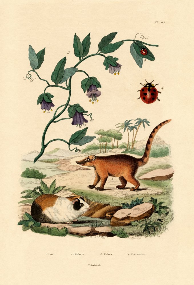 Coatí de French School
