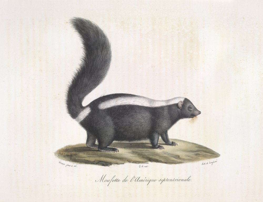Zorrillo. Skunk, de Natural History of Mammals (litografia en color) de French School