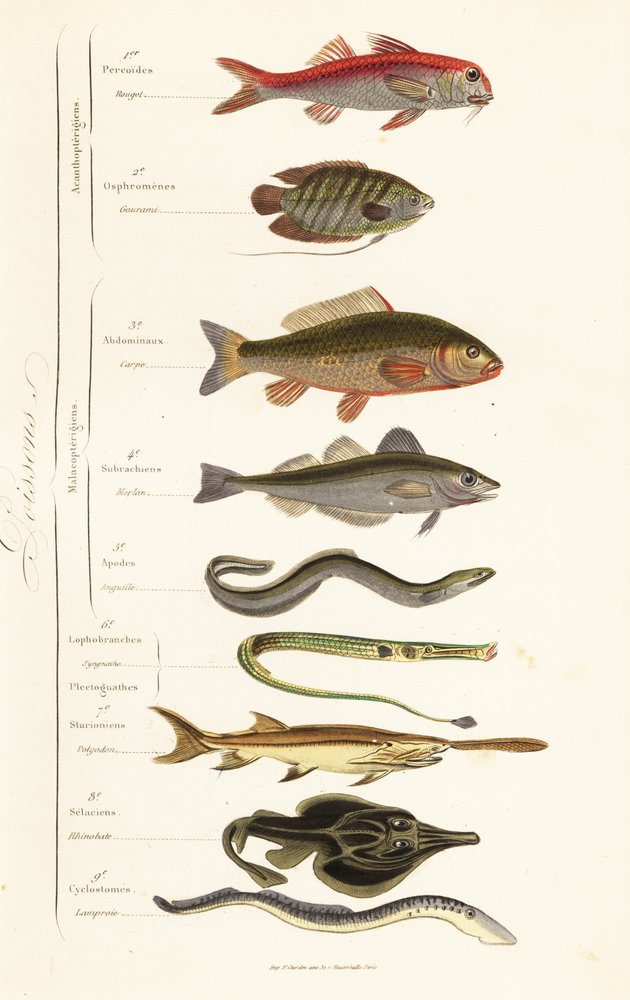 Órdenes de peces de French School