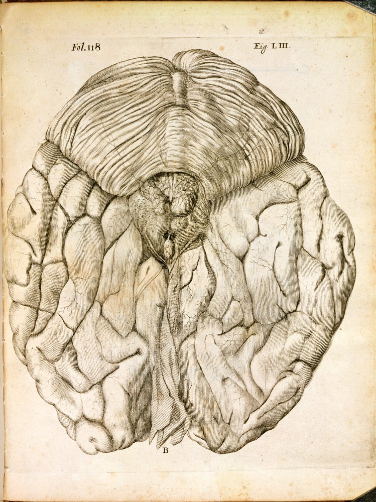 La Estructura del Cerebro, de De Homine Figuris por René Descartes publicado en La Haya, 1662 de French School