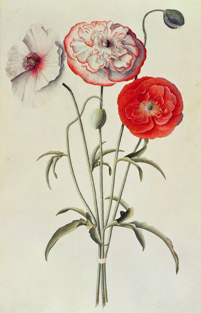 Amapolas: maíz (Papaver Rhoeas) de Georg Dionysius Ehret