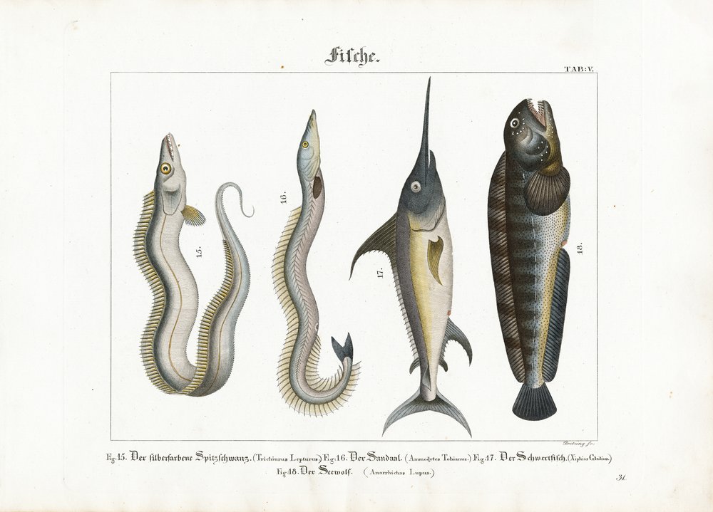 Peces marinos: Pez sierra, anguila de arena, pez espada y pez lobo de Georg Bretzing